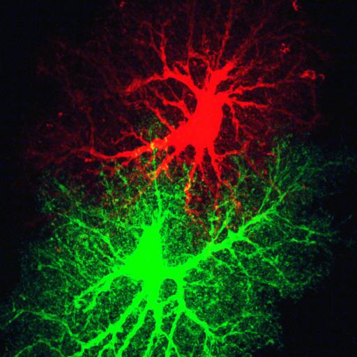  NCBI Organism:Rattus norvegicus; Cell Types:astrocyte Cell Components:cell projection cytoplasm, cell body; Biological process:forebrain astrocyte development, cell projection organization;