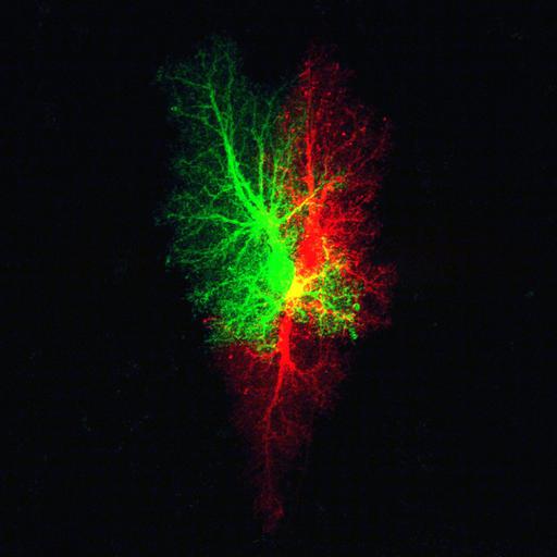  NCBI Organism:Rattus norvegicus; Cell Types:astrocyte Cell Components:cell projection cytoplasm, cell body; Biological process:forebrain astrocyte development, cell projection organization;