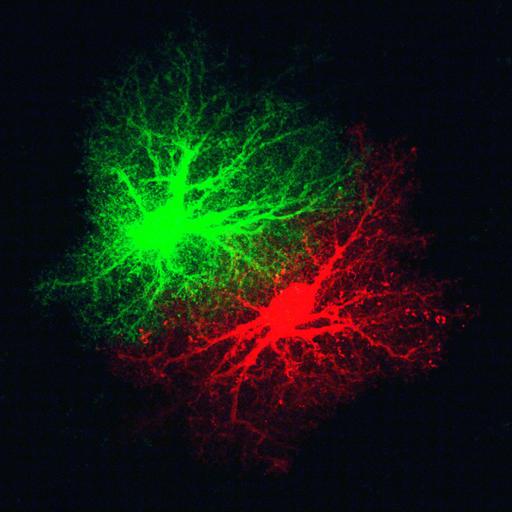  NCBI Organism:Rattus norvegicus; Cell Types:astrocyte Cell Components:cell projection cytoplasm, cell body; Biological process:forebrain astrocyte development, cell projection organization;