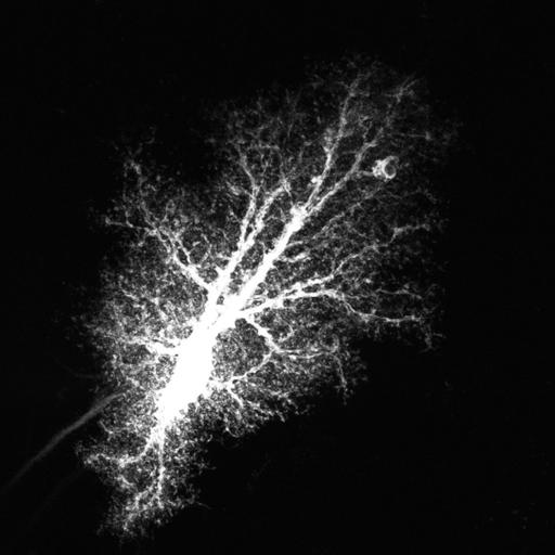  NCBI Organism:Rattus norvegicus; Cell Types:astrocyte, astrocyte of the hippocampus; Cell Components:cell projection cytoplasm, cell body; Biological process:forebrain astrocyte development, cell projection organization;