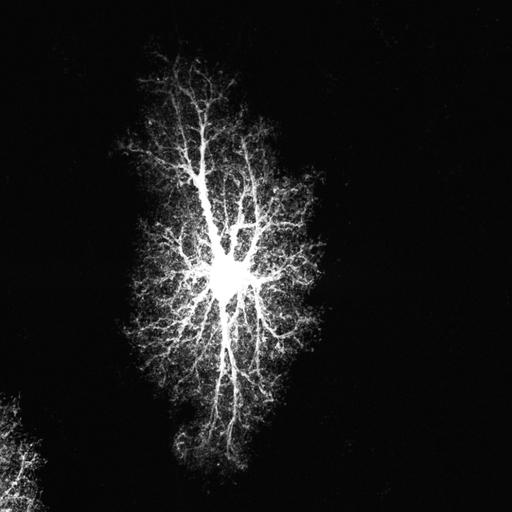  NCBI Organism:Rattus norvegicus; Cell Types:astrocyte, astrocyte of the hippocampus; Cell Components:cell projection cytoplasm, cell body; Biological process:forebrain astrocyte development, cell projection organization;