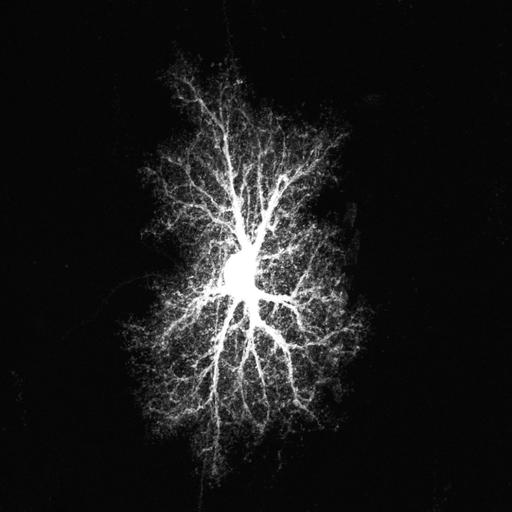  NCBI Organism:Rattus norvegicus; Cell Types:astrocyte, astrocyte of the hippocampus; Cell Components:cell projection cytoplasm, cell body; Biological process:forebrain astrocyte development, cell projection organization;