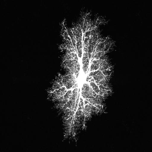  NCBI Organism:Rattus norvegicus; Cell Types:astrocyte, astrocyte of the hippocampus; Cell Components:cell projection cytoplasm, cell body; Biological process:forebrain astrocyte development, cell projection organization;