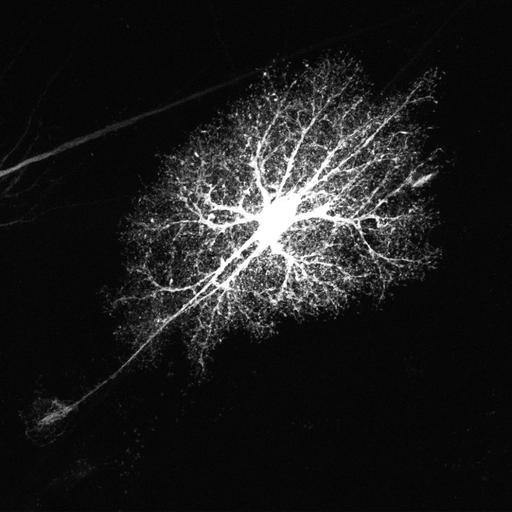  NCBI Organism:Rattus norvegicus; Cell Types:astrocyte, astrocyte of the hippocampus; Cell Components:cell projection cytoplasm, cell body; Biological process:forebrain astrocyte development, cell projection organization;