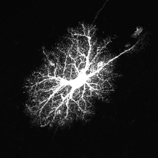  NCBI Organism:Rattus norvegicus; Cell Types:astrocyte, astrocyte of the hippocampus; Cell Components:cell projection cytoplasm, cell body; Biological process:forebrain astrocyte development, cell projection organization;