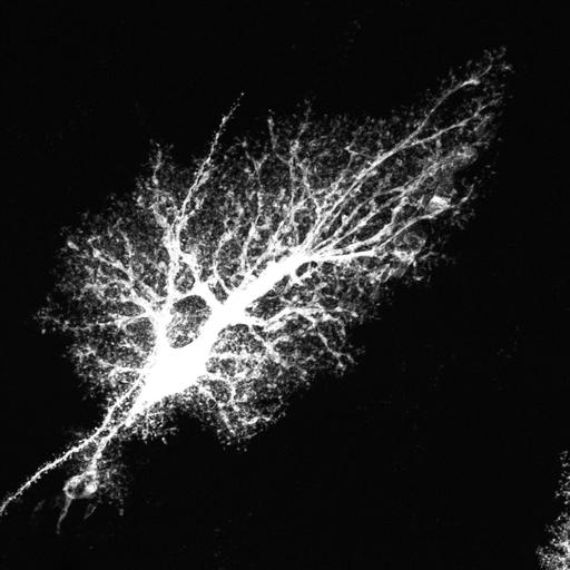  NCBI Organism:Rattus norvegicus; Cell Types:astrocyte, astrocyte of the hippocampus; Cell Components:cell projection cytoplasm, cell body; Biological process:forebrain astrocyte development, cell projection organization;