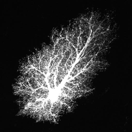  NCBI Organism:Rattus norvegicus; Cell Types:astrocyte, astrocyte of the hippocampus; Cell Components:cell projection cytoplasm, cell body; Biological process:forebrain astrocyte development, cell projection organization;