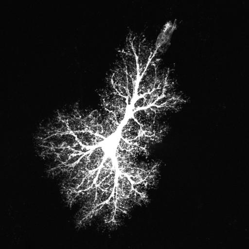  NCBI Organism:Rattus norvegicus; Cell Types:astrocyte, astrocyte of the hippocampus; Cell Components:cell projection cytoplasm, cell body; Biological process:forebrain astrocyte development, cell projection organization;