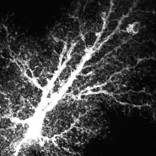  NCBI Organism:Rattus norvegicus; Cell Types:astrocyte, astrocyte of the hippocampus; Cell Components:cell projection cytoplasm, cell body; Biological process:forebrain astrocyte development, cell projection organization;