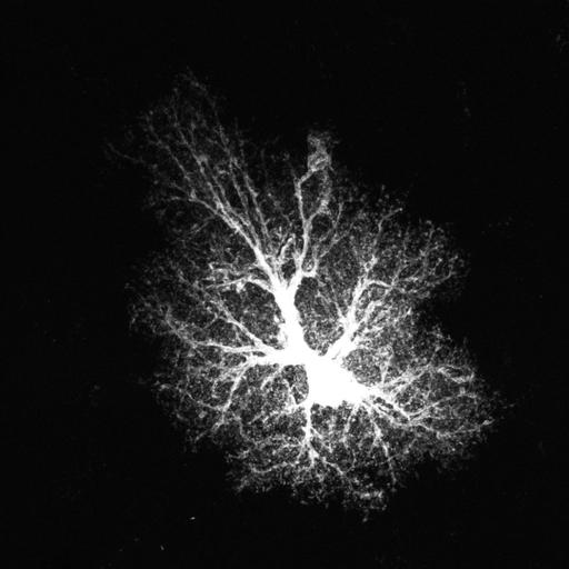  NCBI Organism:Rattus norvegicus; Cell Types:astrocyte, astrocyte of the hippocampus; Cell Components:cell projection cytoplasm, cell body; Biological process:forebrain astrocyte development, cell projection organization;