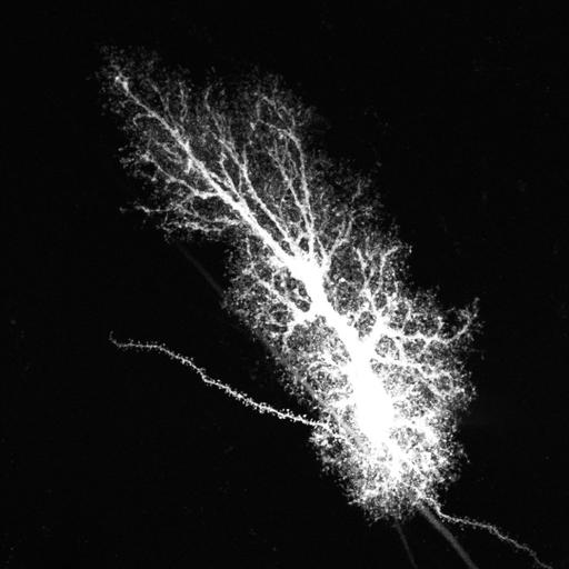  NCBI Organism:Rattus norvegicus; Cell Types:astrocyte, astrocyte of the hippocampus; Cell Components:cell projection cytoplasm, cell body; Biological process:forebrain astrocyte development, cell projection organization;