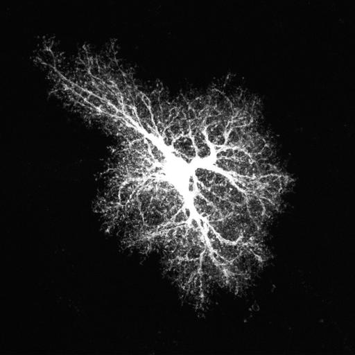  NCBI Organism:Rattus norvegicus; Cell Types:astrocyte, astrocyte of the hippocampus; Cell Components:cell projection cytoplasm, cell body; Biological process:forebrain astrocyte development, cell projection organization;