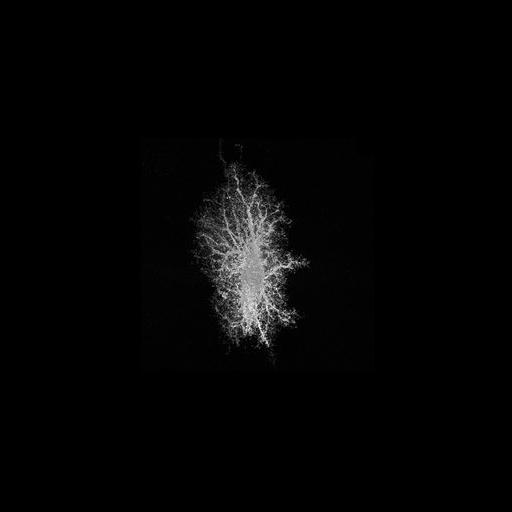  NCBI Organism:Rattus; Cell Types:astrocyte Cell Components:cell projection cytoplasm Biological process:forebrain astrocyte development