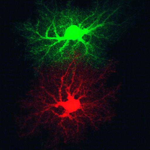  NCBI Organism:Rattus norvegicus; Cell Types:astrocyte Cell Components:cell projection cytoplasm, cell body; Biological process:forebrain astrocyte development, cell projection organization;