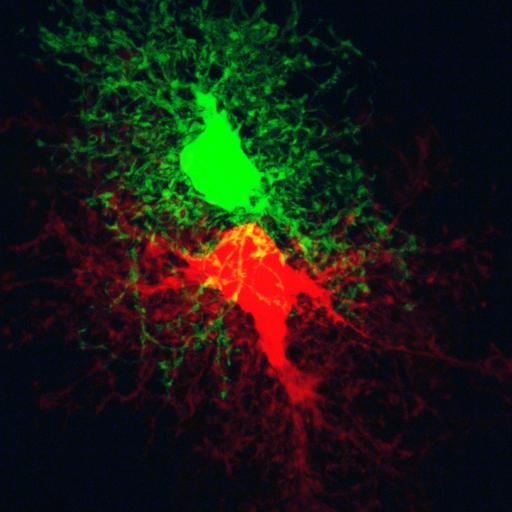  NCBI Organism:Rattus; Cell Types:astrocyte Cell Components:cell projection cytoplasm, cell body; Biological process:forebrain astrocyte development