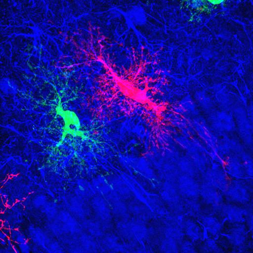  NCBI Organism:Rattus; Cell Types:astrocyte Cell Components:cell projection cytoplasm, cell body; Biological process:forebrain astrocyte development