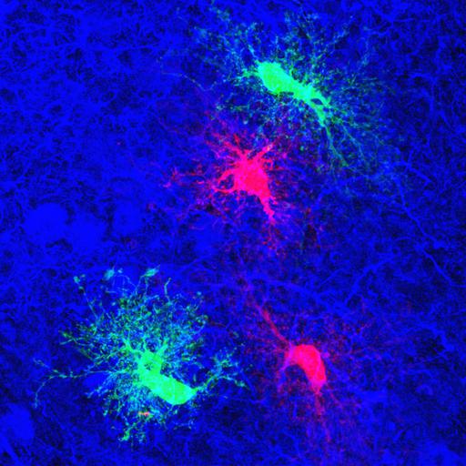  NCBI Organism:Rattus; Cell Types:astrocyte Cell Components:cell projection cytoplasm, cell body; Biological process:forebrain astrocyte development