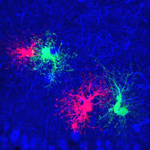  NCBI Organism:Rattus; Cell Types:astrocyte Cell Components:cell projection cytoplasm, cell body; Biological process:forebrain astrocyte development