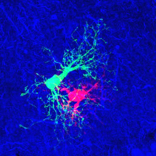  NCBI Organism:Rattus; Cell Types:astrocyte Cell Components:cell projection cytoplasm, cell body; Biological process:forebrain astrocyte development