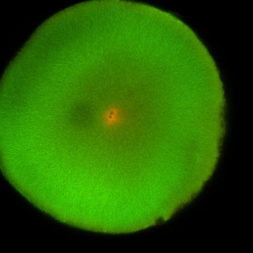  NCBI Organism:Xenopus laevis; Cell Components:microtubule, ;