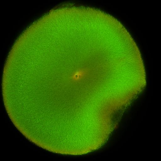  NCBI Organism:Xenopus laevis; Cell Components:microtubule, ;