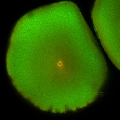  NCBI Organism:Xenopus laevis; Cell Components:microtubule, ;