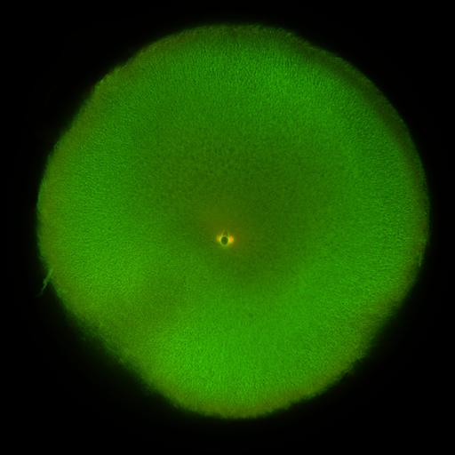  NCBI Organism:Xenopus laevis; Cell Components:microtubule, ;