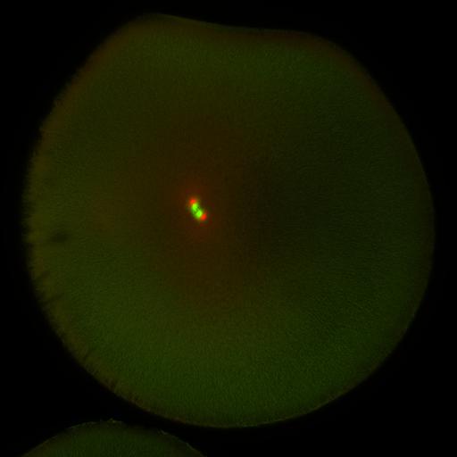  NCBI Organism:Xenopus laevis; Cell Components:microtubule, ;