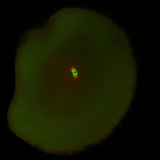  NCBI Organism:Xenopus laevis; Cell Components:microtubule, ;