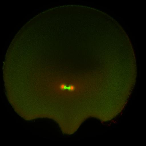  NCBI Organism:Xenopus laevis; Cell Components:microtubule, ;