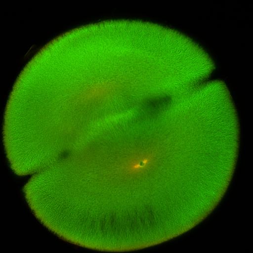  NCBI Organism:Xenopus laevis; Cell Components:microtubule, ;