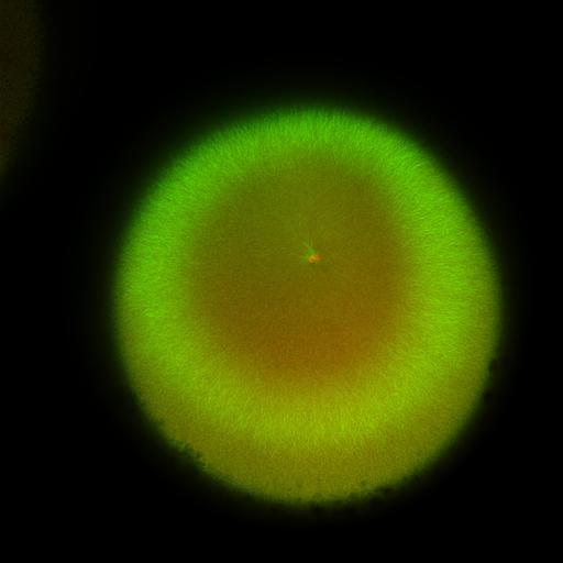  NCBI Organism:Xenopus laevis; Cell Components:microtubule, ;