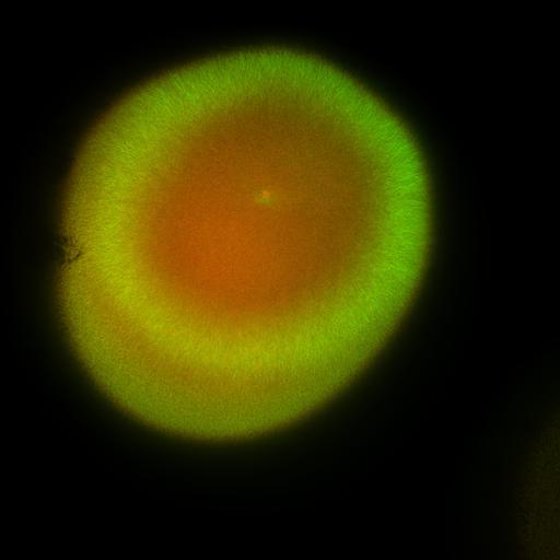  NCBI Organism:Xenopus laevis; Cell Components:microtubule, ;