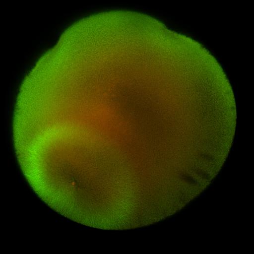  NCBI Organism:Xenopus laevis; Cell Components:microtubule, ;