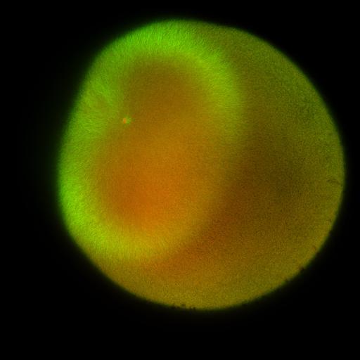  NCBI Organism:Xenopus laevis; Cell Components:microtubule, ;