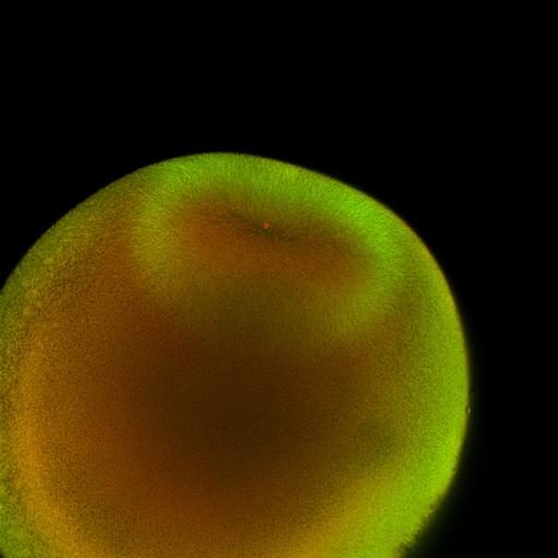  NCBI Organism:Xenopus laevis; Cell Components:microtubule, ;