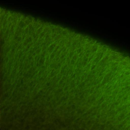  NCBI Organism:Xenopus laevis; Cell Components:microtubule, ;