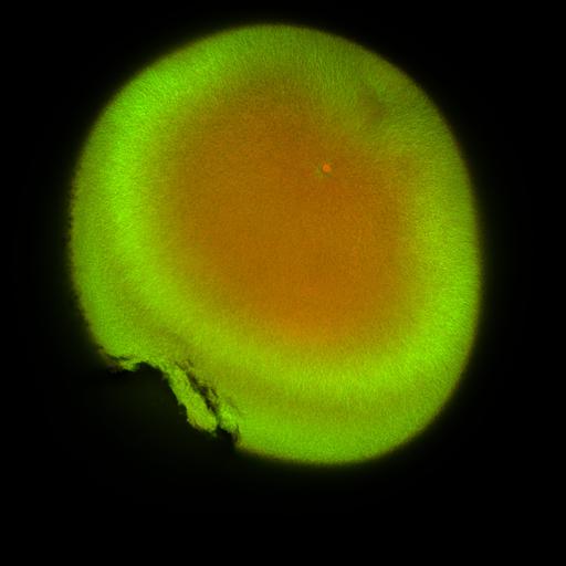  NCBI Organism:Xenopus laevis; Cell Components:microtubule, ;