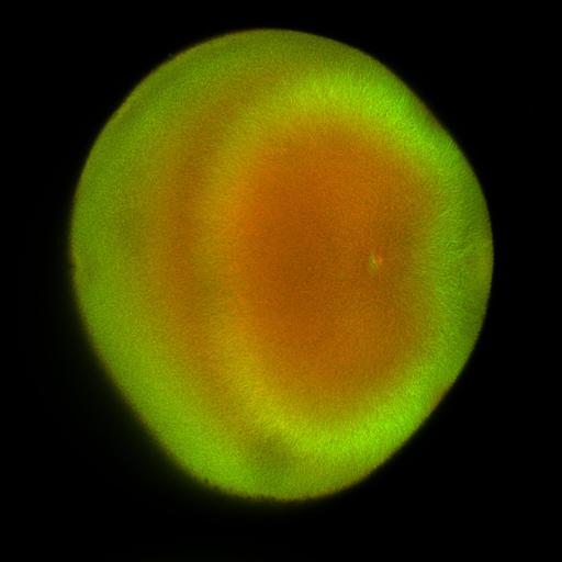  NCBI Organism:Xenopus laevis; Cell Components:microtubule, ;