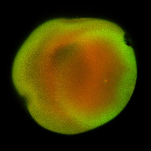  NCBI Organism:Xenopus laevis; Cell Components:microtubule, ;