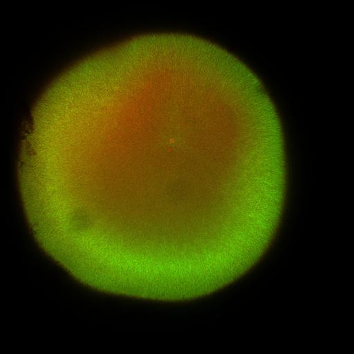  NCBI Organism:Xenopus laevis; Cell Components:microtubule, ;