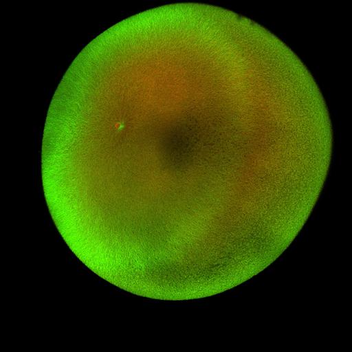  NCBI Organism:Xenopus laevis; Cell Components:microtubule, ;