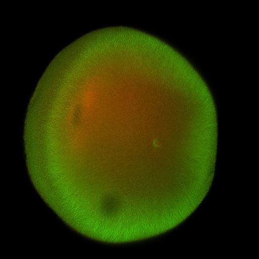  NCBI Organism:Xenopus laevis; Cell Components:microtubule, ;