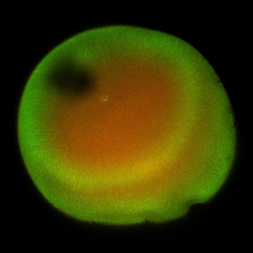  NCBI Organism:Xenopus laevis; Cell Components:microtubule, ;