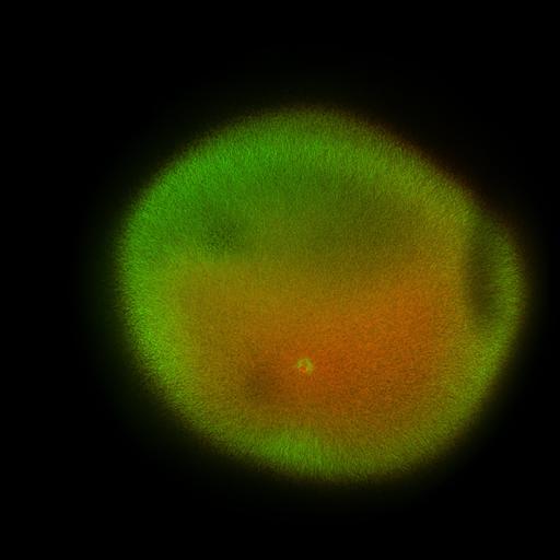  NCBI Organism:Xenopus laevis; Cell Components:microtubule, ;