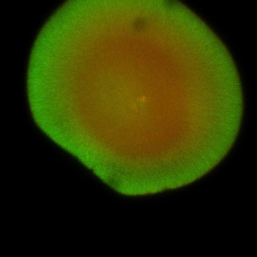  NCBI Organism:Xenopus laevis; Cell Components:microtubule, ;