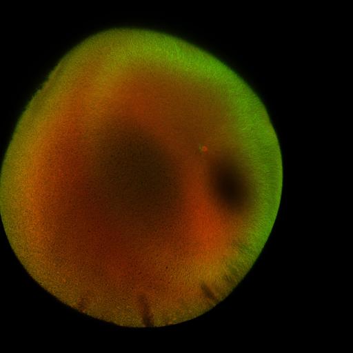  NCBI Organism:Xenopus laevis; Cell Components:microtubule, ;