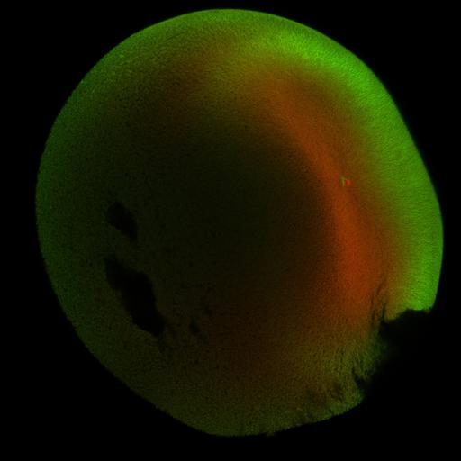  NCBI Organism:Xenopus laevis; Cell Components:microtubule, ;