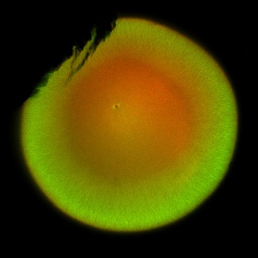  NCBI Organism:Xenopus laevis; Cell Components:microtubule, ;