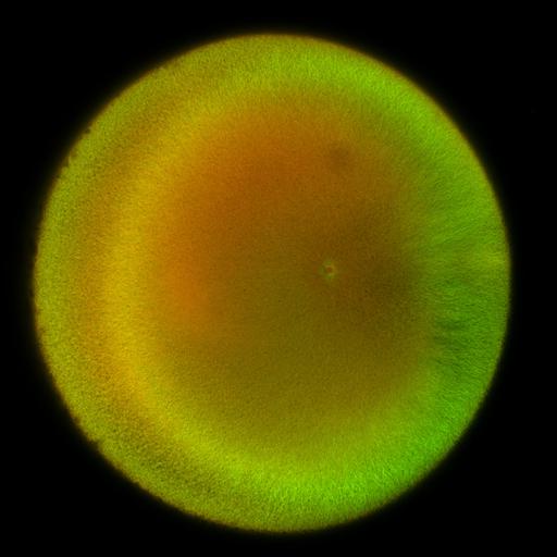  NCBI Organism:Xenopus laevis; Cell Components:microtubule, ;